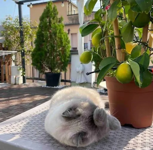 Terrazza57 In Centro Storico * فيرّارا