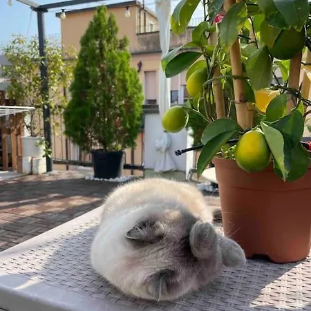 Terrazza57 In Centro Storico * Ferrara
